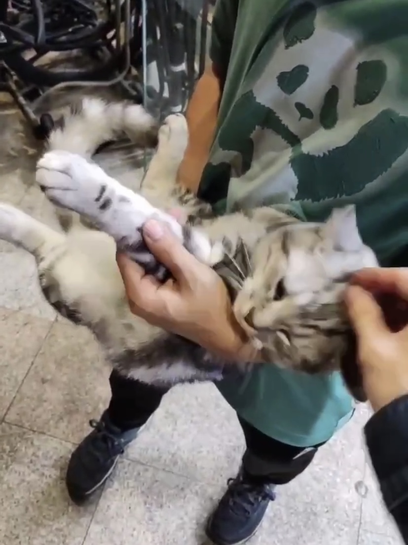 周日，撸猫
